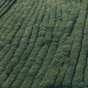 Meet your Posher, Juan